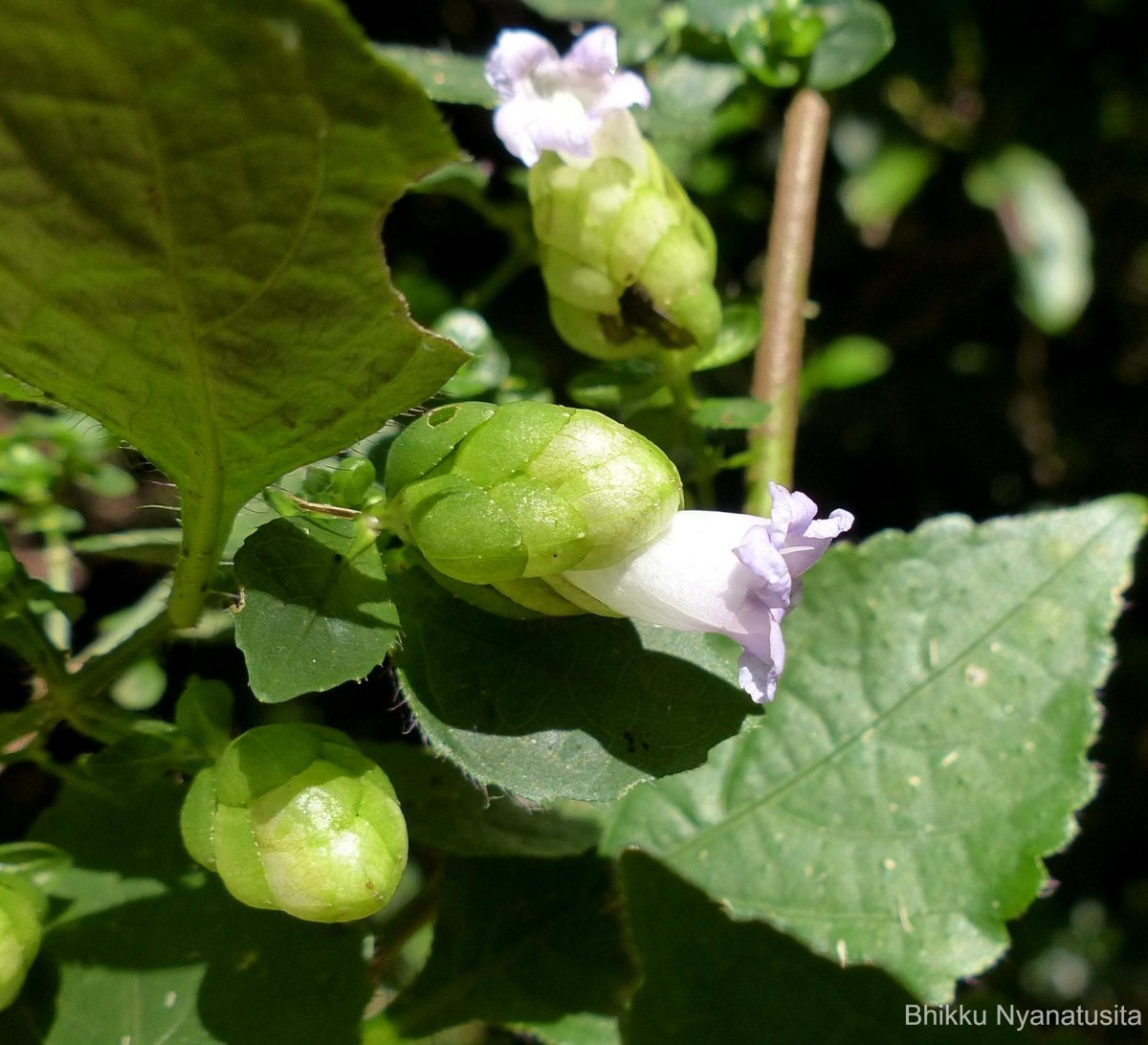 Strobilanthes lupulina Nees